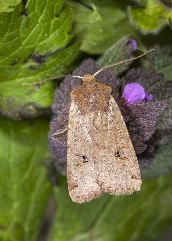 Noctuidae - Conistra (Dasycampa) erythrocephala